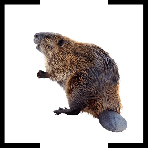 beaver beaver