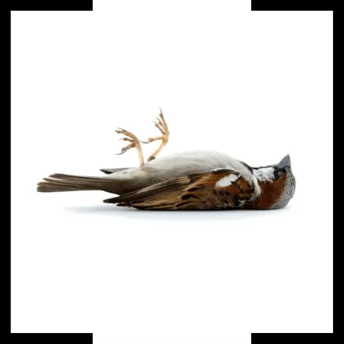 dead animal removal