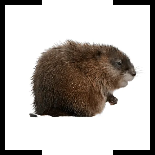 muskrat muskrat