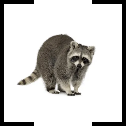 raccoon raccoon
